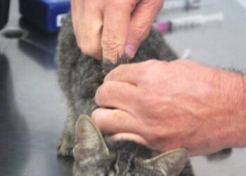 CCZ de Caraguatatuba agenda mais de 100 animais para castração em duas horas e encerra vagas de setembro