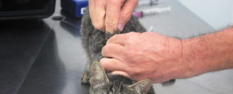 CCZ de Caraguatatuba agenda mais de 100 animais para castração em duas horas e encerra vagas de setembro