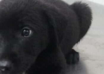 Feira conta com 30 animais para adoção neste sábado em Caraguatatuba