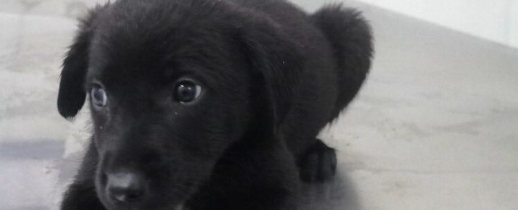 Feira conta com 30 animais para adoção neste sábado em Caraguatatuba