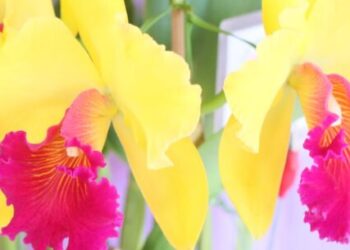 42ª Exposição de Orquídeas de Caraguatatuba reúne cerca de 200 espécies em outubro