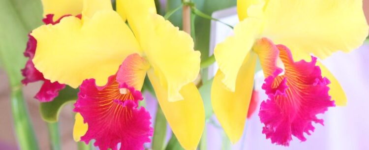 42ª Exposição de Orquídeas de Caraguatatuba reúne cerca de 200 espécies em outubro