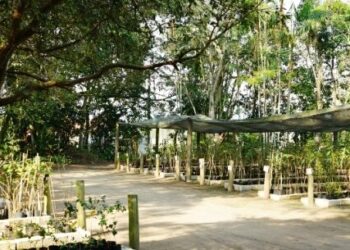 Prefeitura de Caraguatatuba encerra inscrição para curso de produção e manejo de mandioca