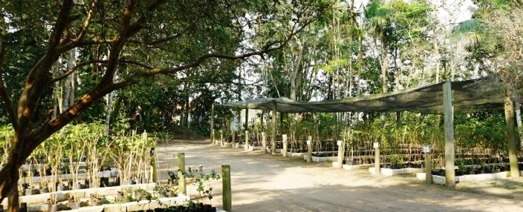 Prefeitura de Caraguatatuba encerra inscrição para curso de produção e manejo de mandioca