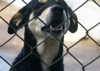 CCZ de Caraguatatuba disponibiliza 100 vagas para castração de cães e gatos nesta sexta-feira