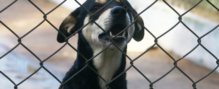 CCZ de Caraguatatuba disponibiliza 100 vagas para castração de cães e gatos nesta sexta-feira