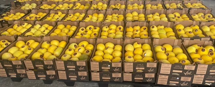 Banco de Alimentos de Caraguatatuba repassa doação de 1,5 tonelada de melão para entidades