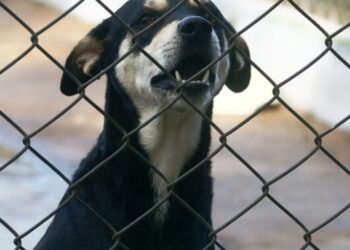Sábado é dia de Feira de Adoção de Cães e Gatos em Caraguatatuba