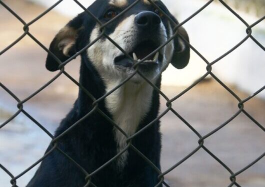 Sábado é dia de Feira de Adoção de Cães e Gatos em Caraguatatuba