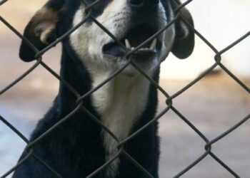 Sábado é dia de Feira de Adoção de Cães e Gatos em Caraguatatuba