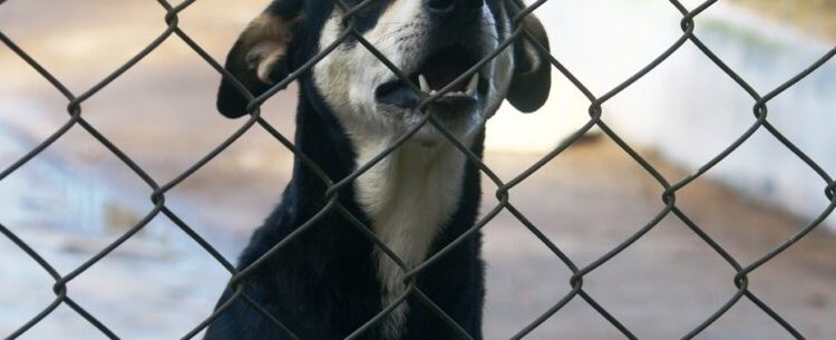 Sábado é dia de Feira de Adoção de Cães e Gatos em Caraguatatuba