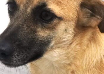 Feira de cães e gatos tem 30 animais para adoção neste sábado em Caraguatatuba