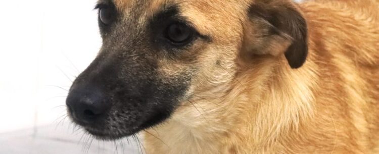 Feira de cães e gatos tem 30 animais para adoção neste sábado em Caraguatatuba