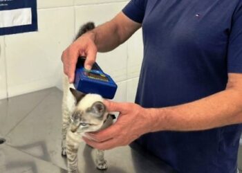 CCZ de Caraguatatuba implanta mais de 1,7 microchips em animais neste ano