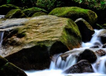 Dia da Natureza: Prefeitura de Caraguatatuba reforça medidas ambientais