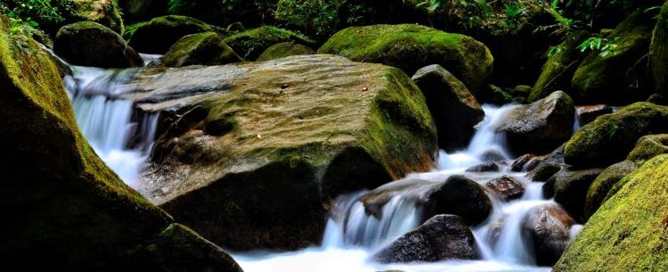 Dia da Natureza: Prefeitura de Caraguatatuba reforça medidas ambientais