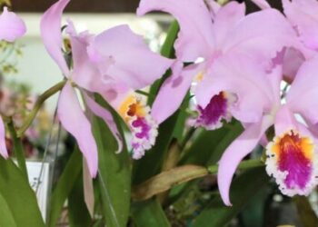 Exposição de Orquídeas de Caraguatatuba ocorre de 7 a 9 de outubro na Secretaria de Turismo