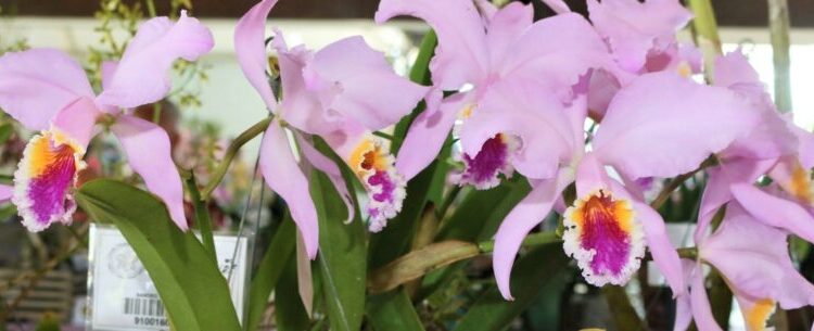 Exposição de Orquídeas de Caraguatatuba ocorre de 7 a 9 de outubro na Secretaria de Turismo