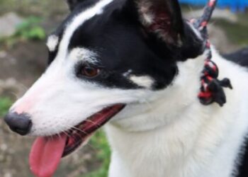 Sábado é dia de Feira de Adoção de Cães e Gatos no CCZ de Caraguatatuba