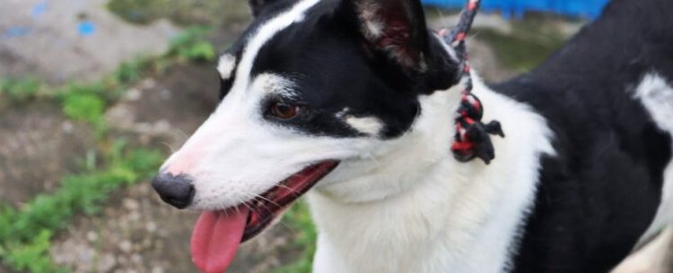 Sábado é dia de Feira de Adoção de Cães e Gatos no CCZ de Caraguatatuba