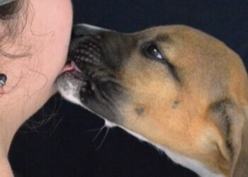 Cinco animais são adotados em feira do CCZ e adoção segue durante a semana em Caraguatatuba