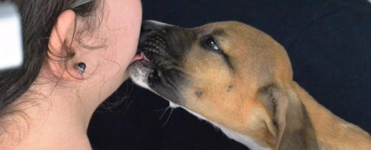 Cinco animais são adotados em feira do CCZ e adoção segue durante a semana em Caraguatatuba