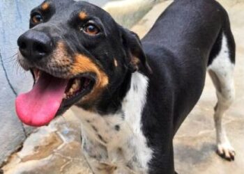 Sábado é dia de Feira de Adoção de Cães e Gatos no CCZ de Caraguatatuba