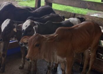 Prefeitura completa campanha de vacinação contra brucelose bovina em Caraguatatuba