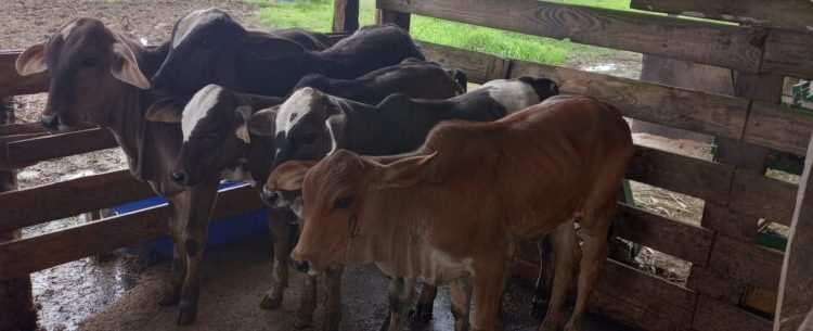 Prefeitura completa campanha de vacinação contra brucelose bovina em Caraguatatuba