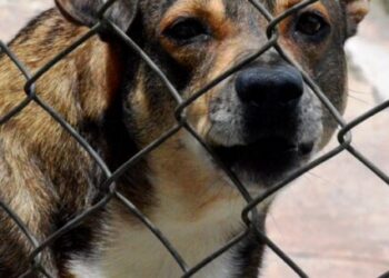 CCZ de Caraguatatuba realiza última Feira de Adoção de Cães e Gatos no dia 17
