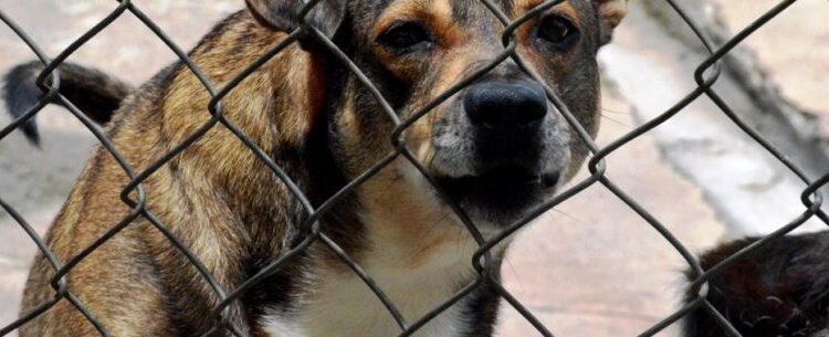 CCZ de Caraguatatuba realiza última Feira de Adoção de Cães e Gatos no dia 17