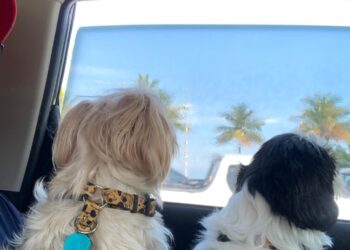 Pets em viagens de férias ao Litoral Norte de SP  terão até carros de aplicativo à disposição