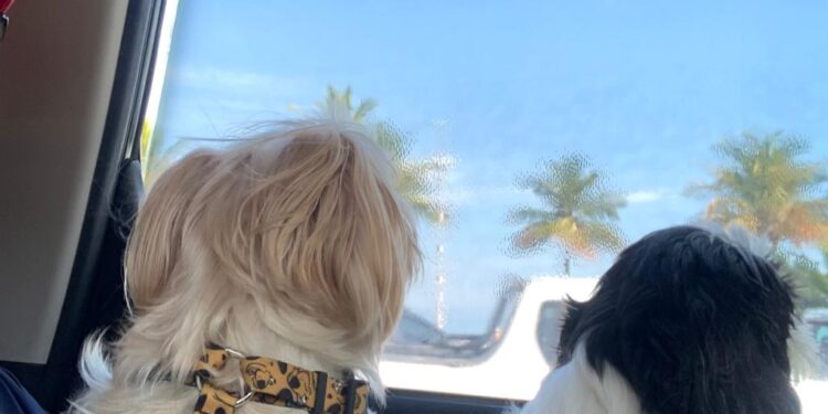 Pets em viagens de férias ao Litoral Norte de SP  terão até carros de aplicativo à disposição