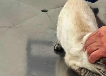 Prefeitura de Caraguatatuba abre 200 vagas de castração de cães e gatos nesta sexta-feira (13)