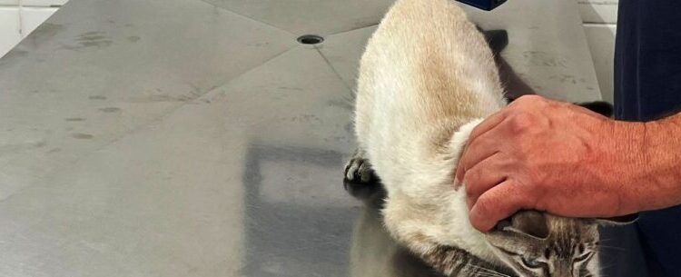 Prefeitura de Caraguatatuba abre 200 vagas de castração de cães e gatos nesta sexta-feira (13)
