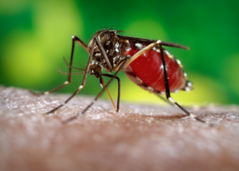 Dengue no Brasil: saiba como evitar o mosquito Aedes aegypti