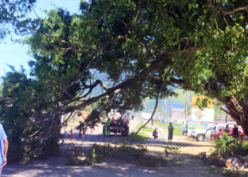 Defesa Civil de Caraguatatuba realiza poda de árvore que ameaçava usuários da rodovia Rio-Santos