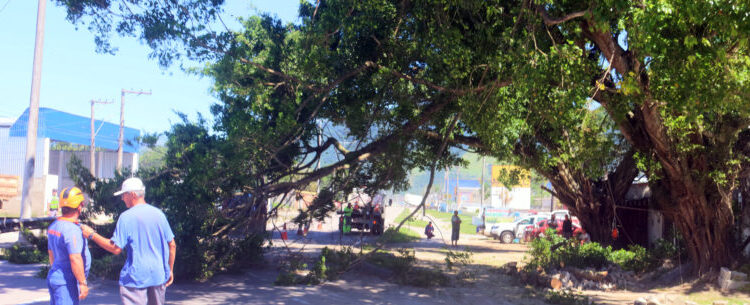 Defesa Civil de Caraguatatuba realiza poda de árvore que ameaçava usuários da rodovia Rio-Santos