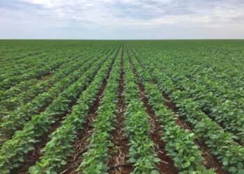 Tecnologia no campo: dicas sobre como identificar e prevenir problemas comuns em plantações de soja