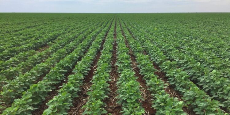 Tecnologia no campo: dicas sobre como identificar e prevenir problemas comuns em plantações de soja