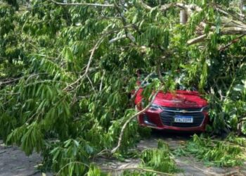 Defesa Civil de Caraguatatuba e Bombeiros removem árvore após queda na Tabatinga