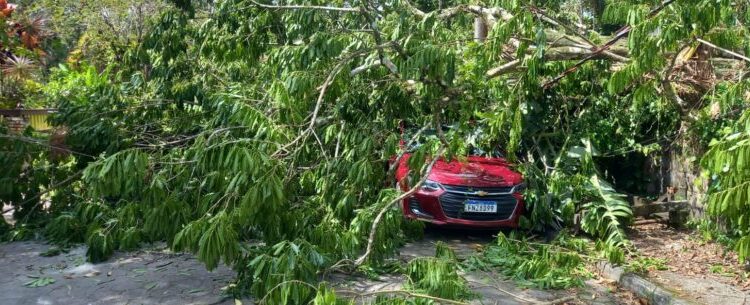 Defesa Civil de Caraguatatuba e Bombeiros removem árvore após queda na Tabatinga