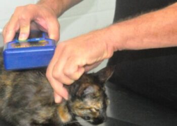 Prefeitura de Caraguatatuba abre 300 vagas de castração de cães e gatos nesta sexta-feira (27)
