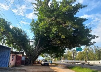 A Prefeitura de Caraguatatuba informa a poda de duas árvores