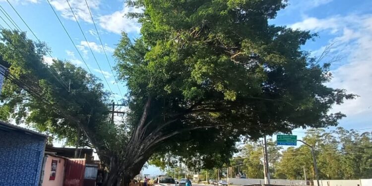 A Prefeitura de Caraguatatuba informa a poda de duas árvores