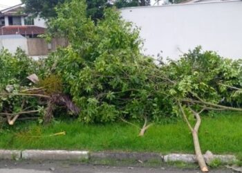 Após denúncia, três pessoas são multadas por descarte irregular de poda em Caraguatatuba