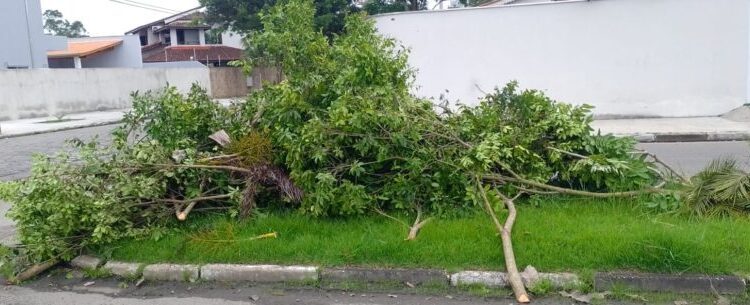 Após denúncia, três pessoas são multadas por descarte irregular de poda em Caraguatatuba