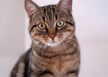 Dia Mundial do Gato (17): tecnologia está revolucionando os cuidados com a saúde dos felinos