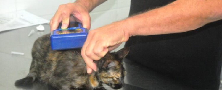 Prefeitura de Caraguatatuba abre 300 vagas de castração de cães e gatos nesta sexta-feira