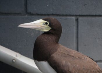 Instituto Argonauta registra 60 ocorrências envolvendo animais marinhos, aquáticos e silvestres no último mês